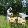 Essaim sur 3 cadres de corps dadant droit avec reine hiverné