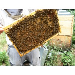 Vends essaim d'abeilles sur 6 cadres Dadant