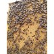 Vends essaim d'abeilles sur 5 cadres Dadant