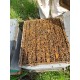 Essaims d'abeilles reines 2024