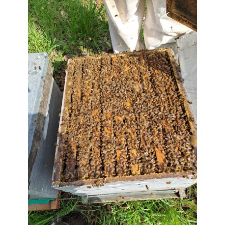 Essaims d'abeilles reines 2024