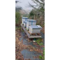 Vends 4 ruches en production AVEC 8 HAUSSES