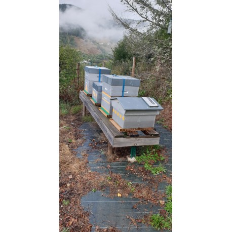 Vends 4 ruches en production AVEC 8 HAUSSES