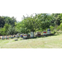 vends ruches peuplées Dadant 10 cadres complètes avec nourrisseurs