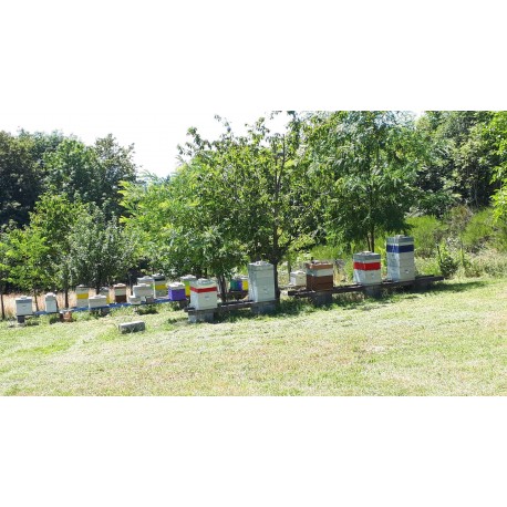 vends ruches peuplées Dadant 10 cadres complètes avec nourrisseurs