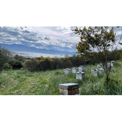 Essaims d'abeilles noires Bio hivernés à réserver