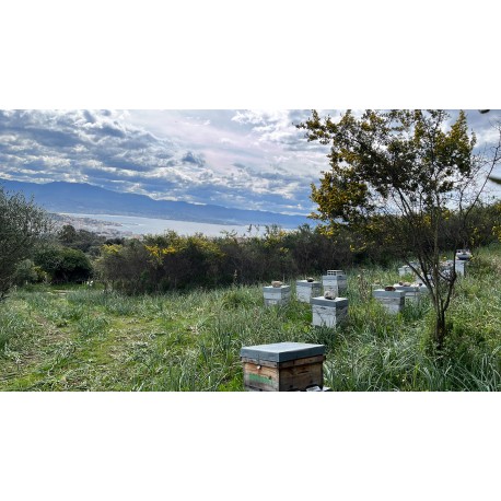Essaims d'abeilles noires Bio hivernés à réserver