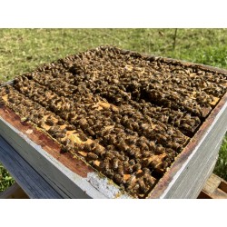 caisses de récolte pour cadres langstroth