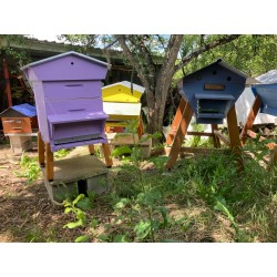 Vends essaims hivernés sur 6 cadres pour 2026