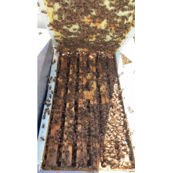 Apiculteur pro vends essaims hivernés 6 cadres dadant droit, sélection buck, reine 2025