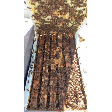 Apiculteur pro vends essaims hivernés 6 cadres dadant droit, sélection buck, reine 2025