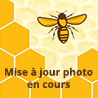 CAPSULE TO 82 ALVEOLE ABEILLE 770 caps /carton